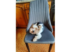 Стул на металлокаркасе Kora white фото покупателя 179