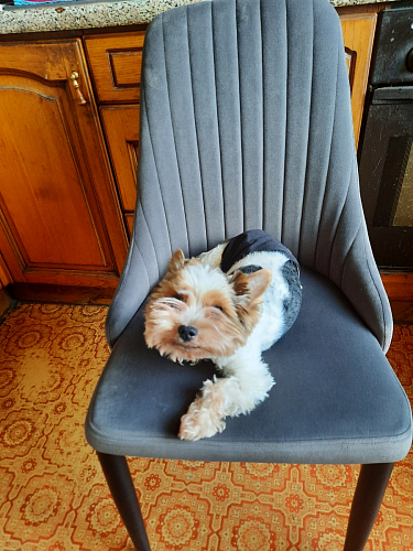 Стул на металлокаркасе Kora light blue / white фото покупателя 179