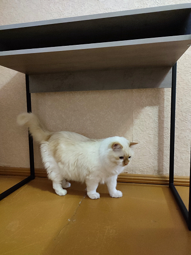 Письменный стол Лео Лофт бетон / черный матовый фото покупателя 53