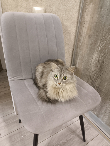 Стул на металлокаркасе Дани П бежевый / черный фото покупателя 45