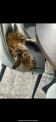 Стул на металлокаркасе Kora green / black фото покупателя 187