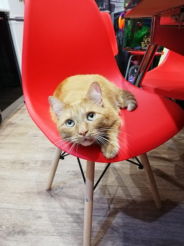 Стул Eames light green фото покупателя 135