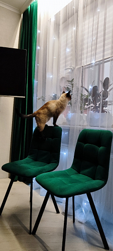 Стул на металлокаркасе Чилли черный / зеленый фото покупателя 412