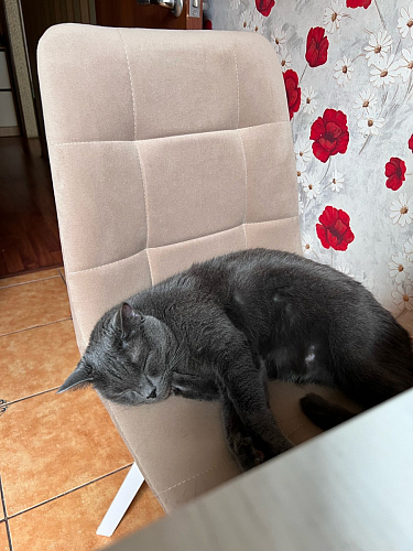 Стул на металлокаркасе Чилли К светло-серый велюр / черный каркас фото покупателя 1096