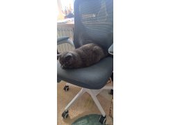 Компьютерное кресло Konfi blue / white фото покупателя 170