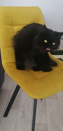 Стул на металлокаркасе Чилли темно-серый / черный каркас фото покупателя 688