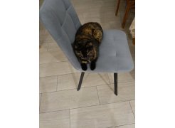 Стул на металлокаркасе Чилли горчичный / белый фото покупателя 526