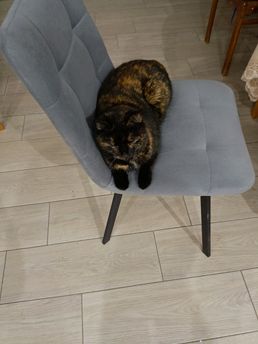 Стул на металлокаркасе Чилли темно-серый / черный каркас фото покупателя 526