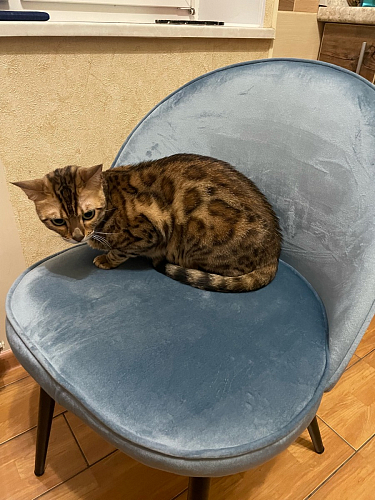 Стул Dodo темно-бежевый фото покупателя 38