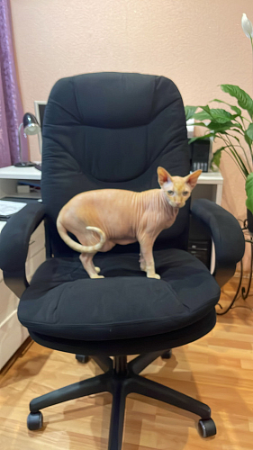 Компьютерное кресло Comfort lux серый фото покупателя 62