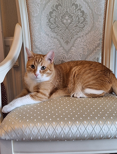 Кресло Линет ткань tenerife silver / бежевый фото покупателя 3