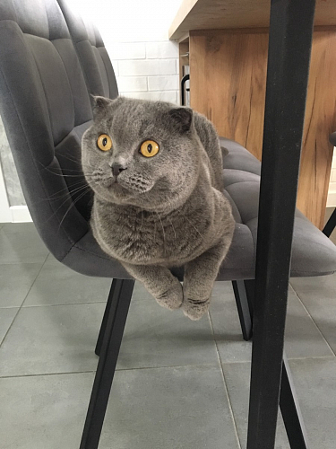 Стул на металлокаркасе Чилли К светло-серый велюр / черный каркас фото покупателя 997