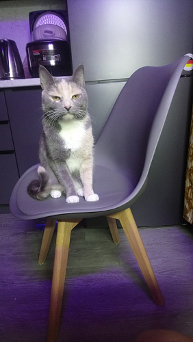 Стул Bonuss blue / wooden legs фото покупателя 7