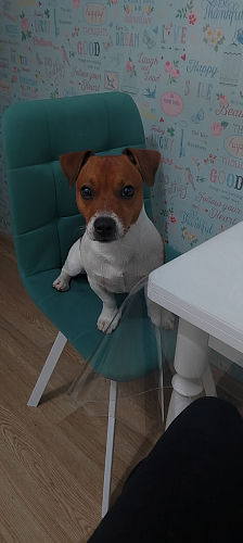 Стул на металлокаркасе Чилли зеленый / белый каркас фото покупателя 56