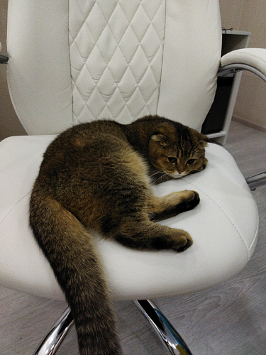 Компьютерное кресло Aragon dark grey фото покупателя 73