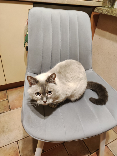 Стул на металлокаркасе Бриджеш velutto 32 / черный фото покупателя 1