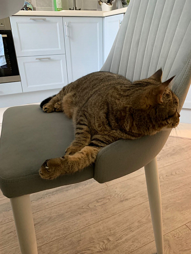 Стул на металлокаркасе Kora black / gray фото покупателя 264