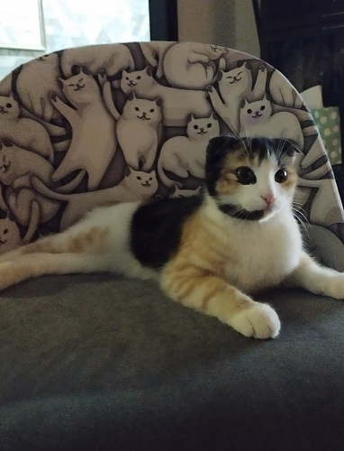 Компьютерное кресло Melody/Мелоди молочное фото покупателя 220