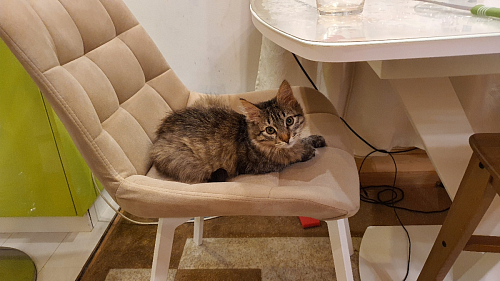 Стул на металлокаркасе Челси К бирюзовый / черный фото покупателя 10