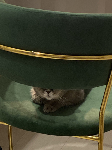 Стул на металлокаркасе Kamelia зеленый / золото фото покупателя 68