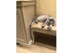 Банкетка Валентино орех / шоколад фото покупателя 5