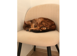 Стул Gabi 1 бежевый фото покупателя 12