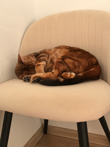 Стул на металлокаркасе Gabi green / black / silver фото покупателя 12