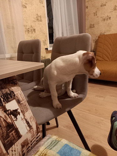 Стул Чилли 2 темно-серый  / черный фото покупателя 1093