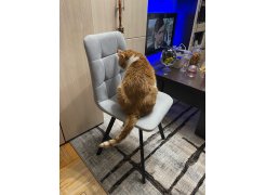 Стул Чилли 2 темно-серый  / черный фото покупателя 68