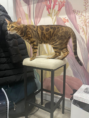 Барный стул Лофт катания лаванда / белый матовый фото покупателя 19