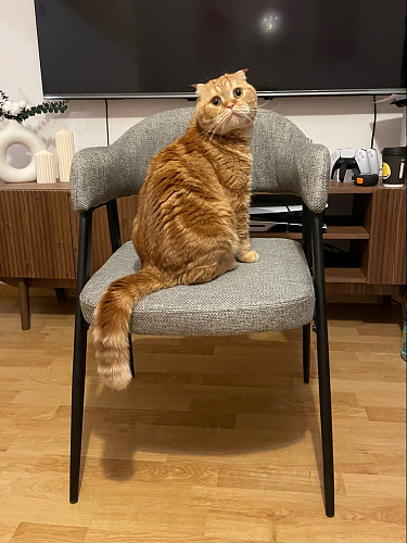 Стул на металлокаркасе Twin серый / черный фото покупателя 33