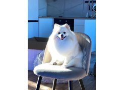 Стул на металлокаркасе Gabi green / black фото покупателя 20