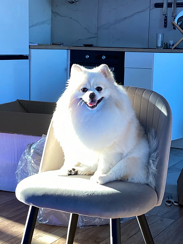 Стул на металлокаркасе Gabi latte / gold / black фото покупателя 20