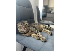 Стул на металлокаркасе Чилли синяя ткань / белый фото покупателя 686