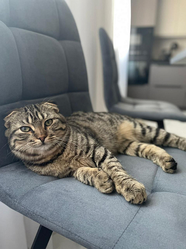 Стул на металлокаркасе Чилли зеленый / белый каркас фото покупателя 686