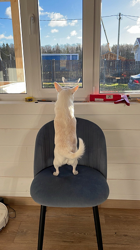 Стул на металлокаркасе Gabi 1 beige / black фото покупателя 317