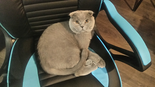 Компьютерное кресло Leon черное / голубое фото покупателя 3