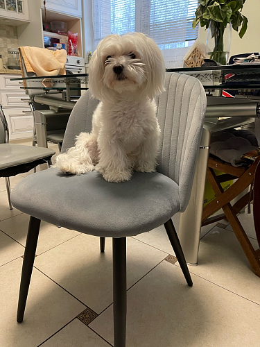 Стул на металлокаркасе Gabi beige / black / gold фото покупателя 892