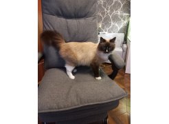 Компьютерное кресло Rapid бежевое фото покупателя 9