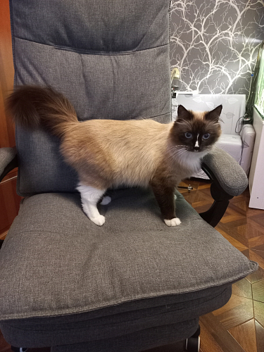 Компьютерное кресло Rapid голубое фото покупателя 9