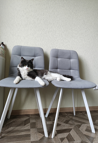 Стул на металлокаркасе Чилли К светло-серый велюр / черный каркас фото покупателя 447