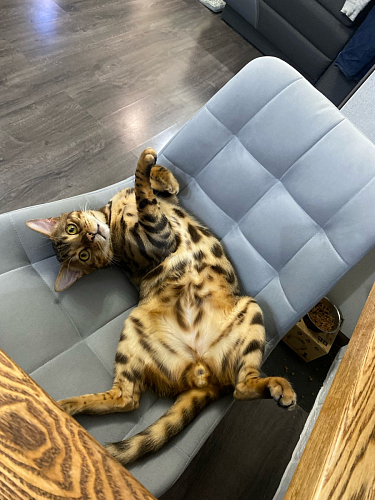 Стул на металлокаркасе Челси морская волна / черный фото покупателя 6