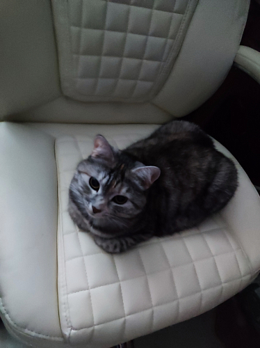 Компьютерное кресло Herd темно-бежевое фото покупателя 84