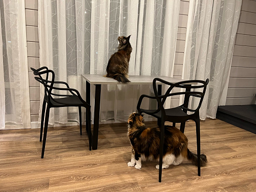 Стол Лота Лофт 120 32 мм бетон / черный матовый фото покупателя 74