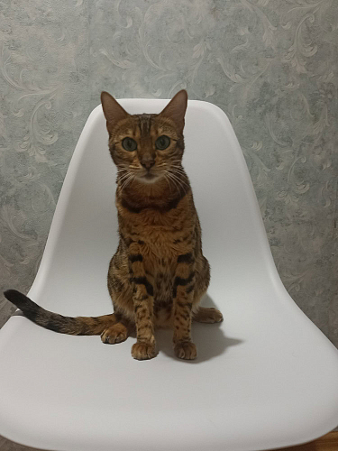  фото покупателя 49