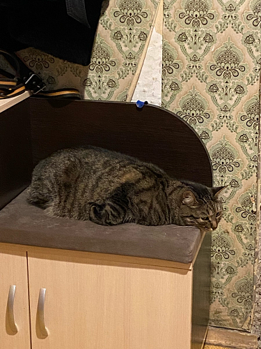 Обувница Аврора дуб млечный / венге фото покупателя 21