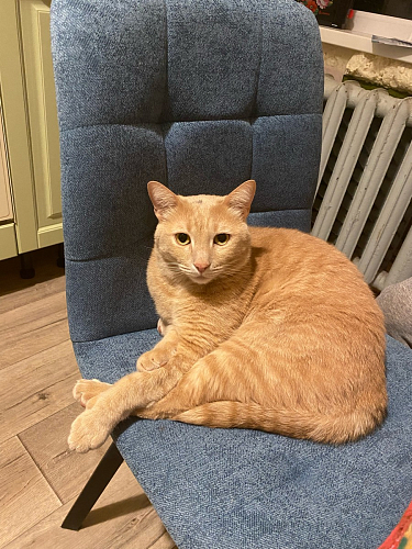 Стул Bruk purple фото покупателя 1