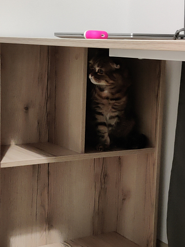 Письменный стол Битти Лофт 116х60х75 креатель / черный матовый фото покупателя 5