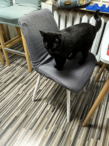 Комплект стульев Седа К 2 шт латте / черный фото покупателя 289