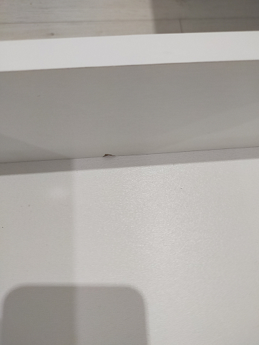 Стол письменный СП3 венге / дуб молочный фото покупателя 3